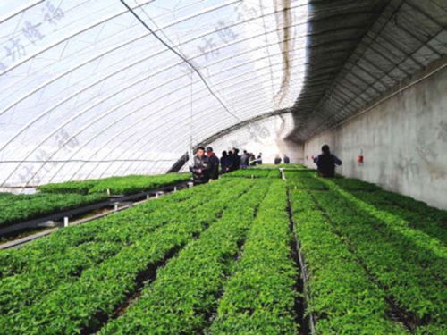5萬(wàn)噸秸稈（蘑菇渣）基質(zhì)（育苗土）